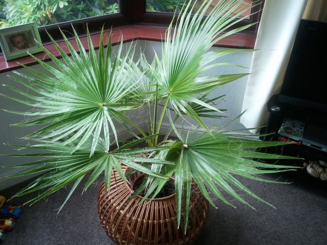 Palm washingtonia - kotihoito. Valokuvat ja kuvaukset palmusta, sen tyypeistä. Home washingtonia - kasvaa siemenistä