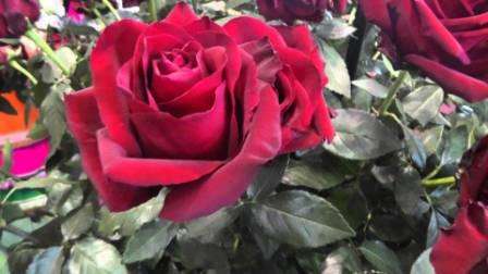 Der einzige Nachteil dieser Rosen ist dem Namen nach eine einmalige, wenn auch ziemlich lange Blüte pro Jahr. In letzter Zeit sind jedoch Sorten mit doppelter Blüte aufgetaucht. Diese Rosen werden Remontantrosen genannt.