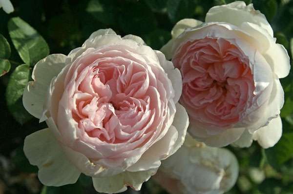 Die englische Parkrose kann gedreht und besprüht werden. Die Knospen sind von ungewöhnlicher Schönheit mit doppelten Blütenblättern und einem süßen Duft. Die Englische Rose kann absolut jeden Bereich schmücken.