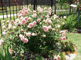 Eine der beliebtesten Sorten dieser Rose ist