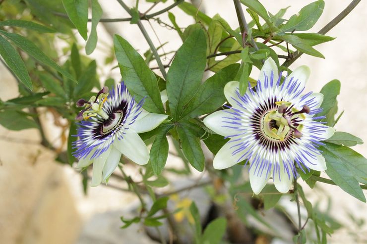 Passiflora kukkii