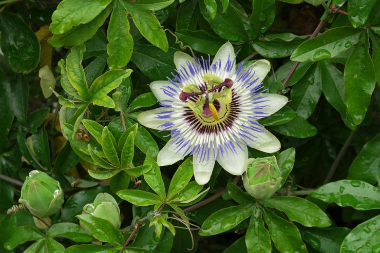 Passionflower sininen