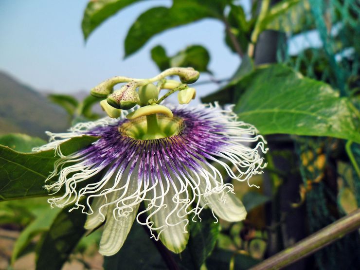 Passionflower syötävä