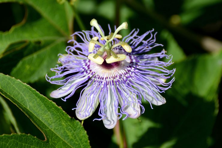 Inkarnoitunut Passiflora