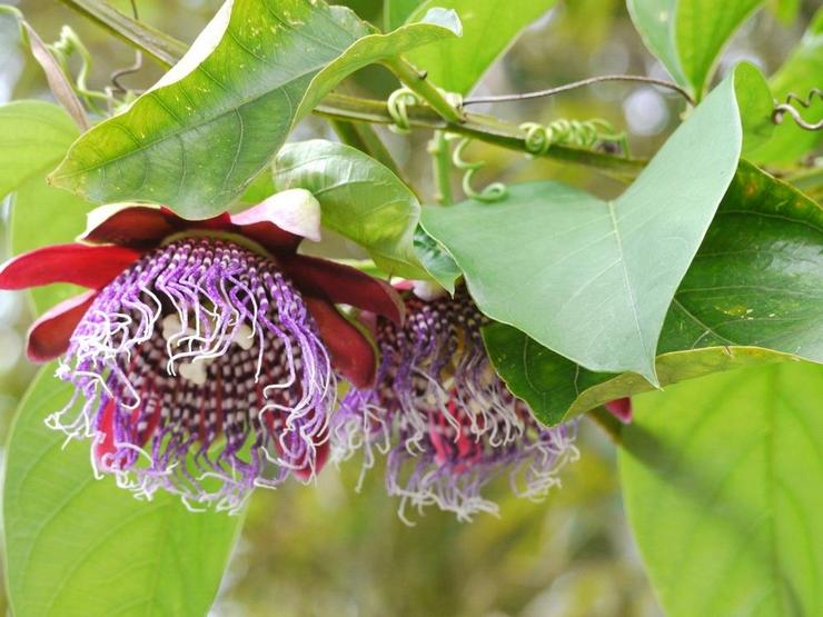 Passionflower tetraedrinen