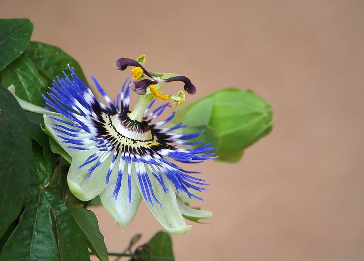 Passionflower -kuvaus