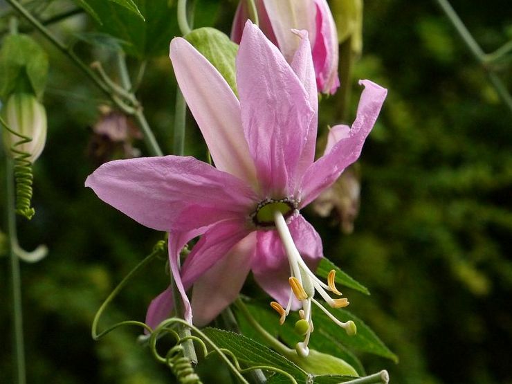 Passionflower banaani