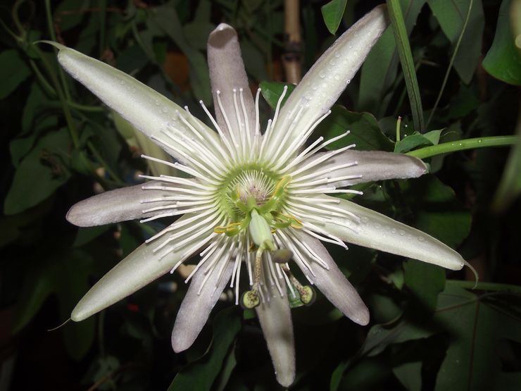 Passionflower siro