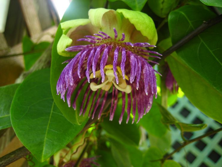 Passionflower -laakeri