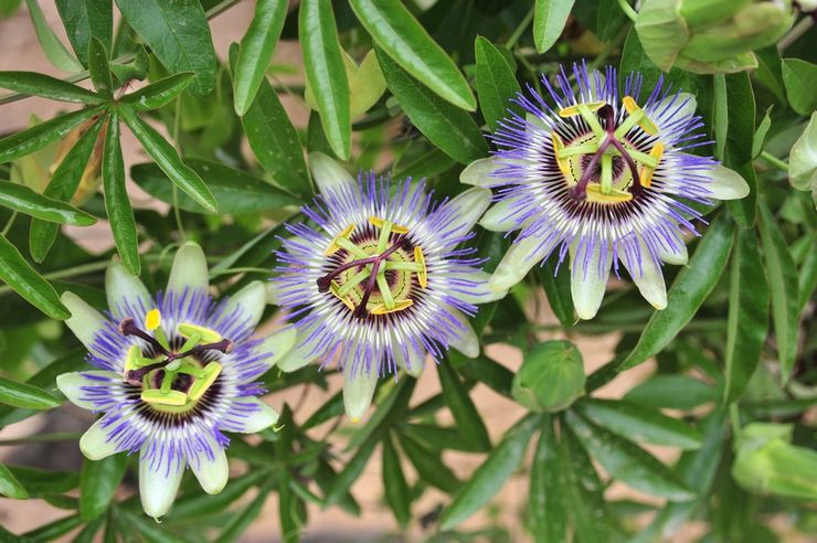 Passionflower kasvi