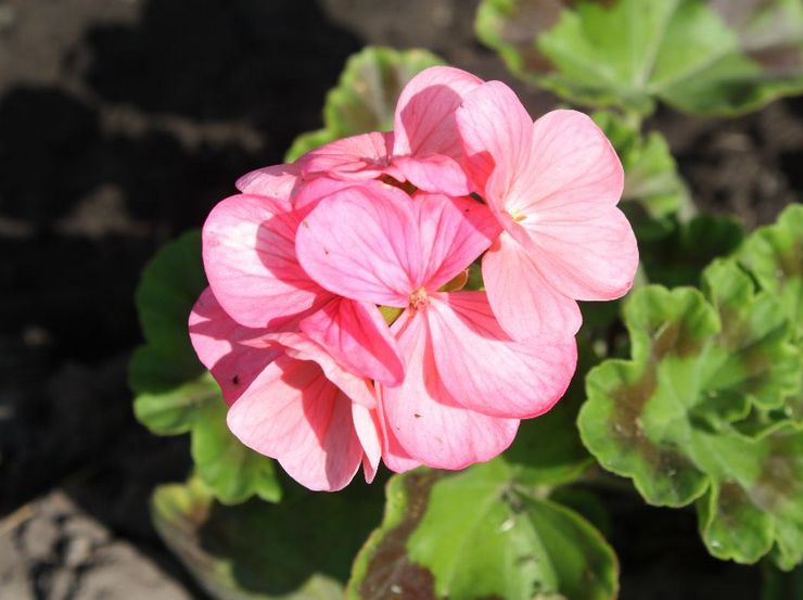 Pelargonium zonal Raphaela F1