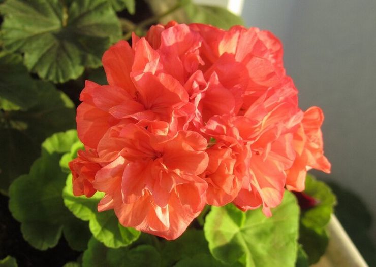 Pelargonium zonal Fet gull