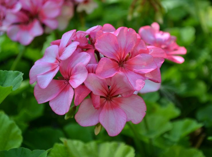 Funksjoner i pelargonium zonal