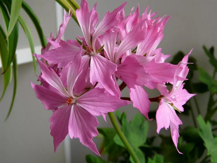 Pelargonium zonal Quantum lys rosa