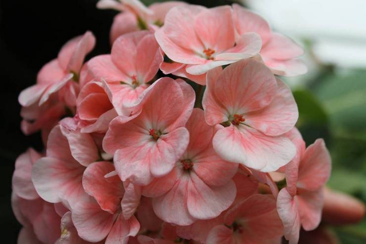 Pelargonium sonet Grand Canyon