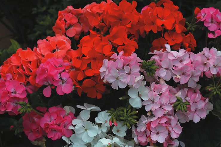 Pelargonium Zone Mix