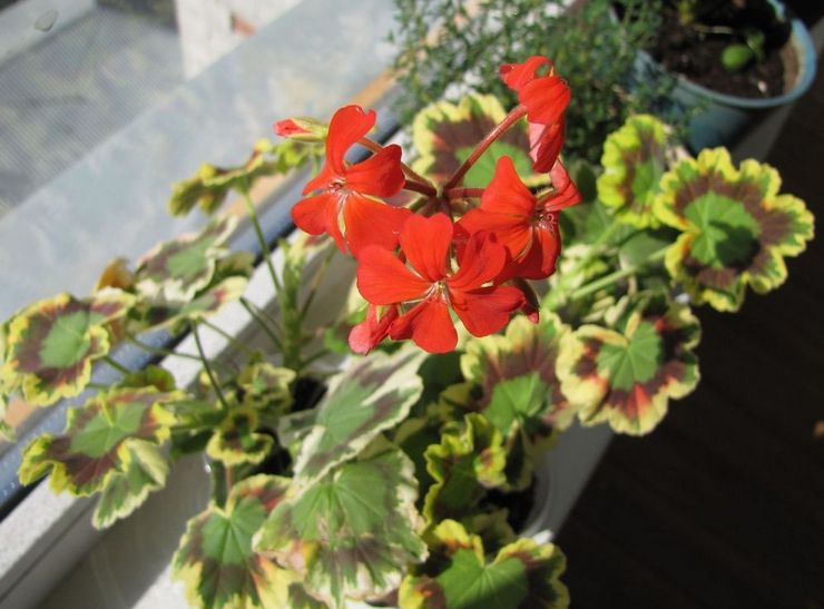 Pelargonium sone Fru Pollock