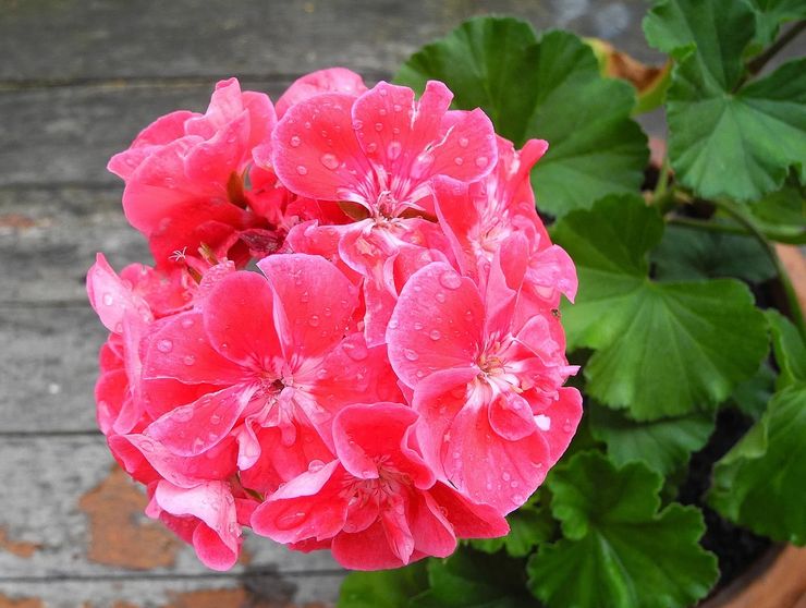 Nyttige egenskaper ved sonalt pelargonium