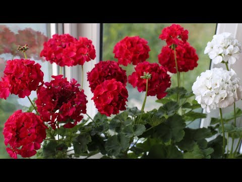 Pelargonium er sonalt. Hvordan oppnå frodig blomstring.