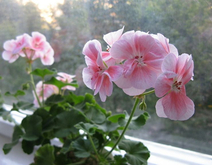 Ta vare på pelargonium zonal hjemme