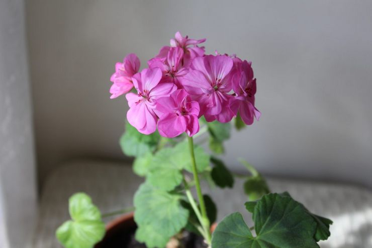 Topp dressing av pelargonium zonal