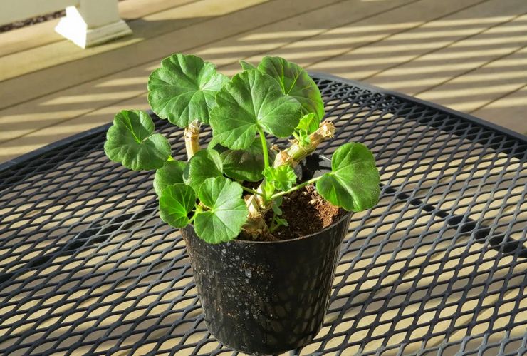 Beskjæring av pelargonium sonet