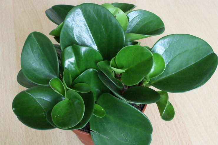 Peperomia עלים קהים