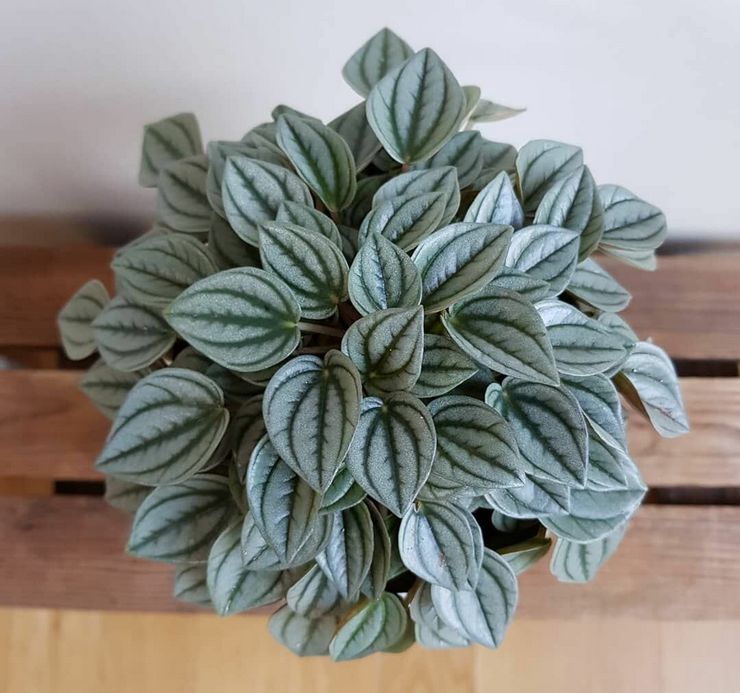 תיאור של peperomia