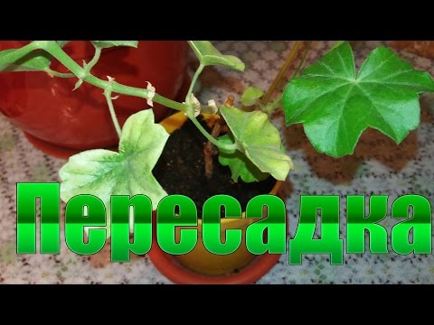 Geraniumtransplantasjon / Transplantasjon av geranium