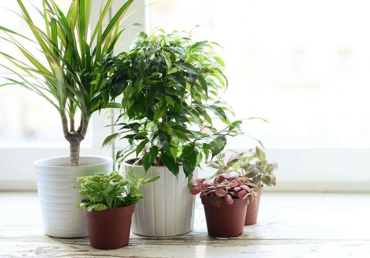 Was ist die Ruhezeit bei Pflanzen?