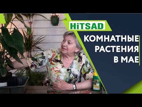 Zimmerpflanzen im Mai ✔️ Zimmerpflanzenpflege �� Tipps von Hitsad TV
