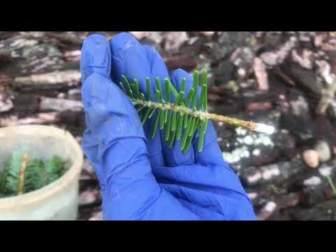 Bewurzelung von grünen Stecklingen von Nadelbäumen. Mein Experiment �� Koreanische Tanne und Blaufichte