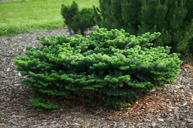Verdifulle tips for planting og omsorg for gran