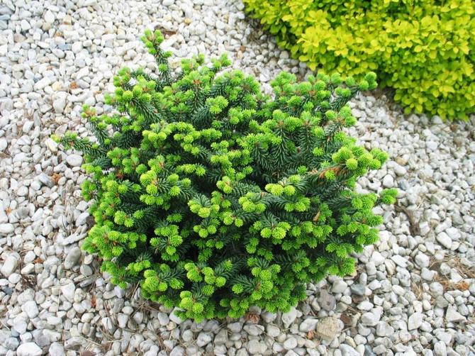 Balsamgran Nana (nana). Beskrivelse, tips for planting og omsorg