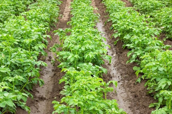 Vor dem Pflanzen von Kartoffeln in Gräben wird eine organische Düngung zum Schutz vor Krankheiten und Schadorganismen angewendet