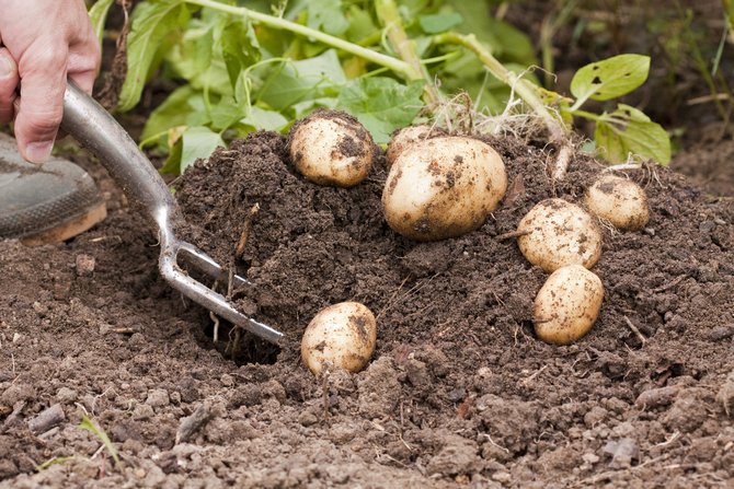 גידול תפוחי אדמה גרוע: סיבות ופתרונות