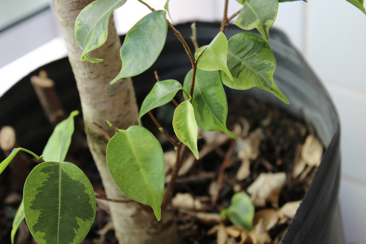 Tärkeimmät syyt, miksi Benjaminin ficus -lehdet putoavat