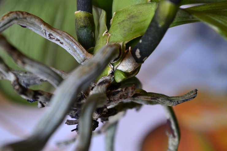 Orkidean juuret mätänevät ja kuivuvat - mitä tehdä? Orkidean juurien elvytys