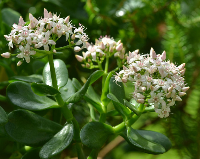 Hvordan få pengetreet til å blomstre?