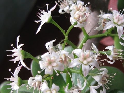 Fett kvinne eller pengetre Hvordan få det til å blomstre?