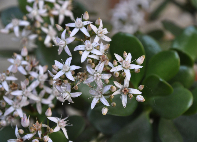 Pengetre - blomstring: når begynner det og hvor mye omsorg er nødvendig. Hvorfor blomstrer ikke den fete kvinnen?