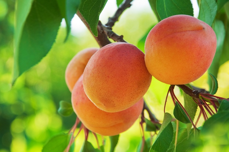 Proč meruňka nepřináší ovoce? Hlavní důvody a řešení