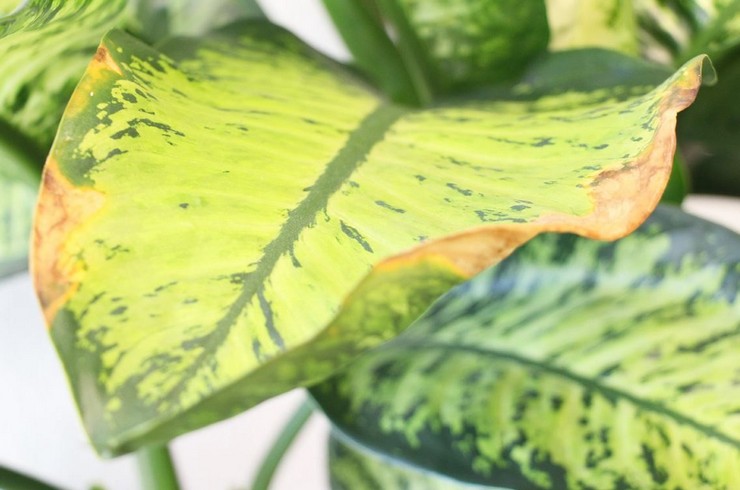Warum trocknen Dieffenbachia-Blätter und werden gelb? Dieffenbachia-Krankheiten, wie man der Pflanze hilft