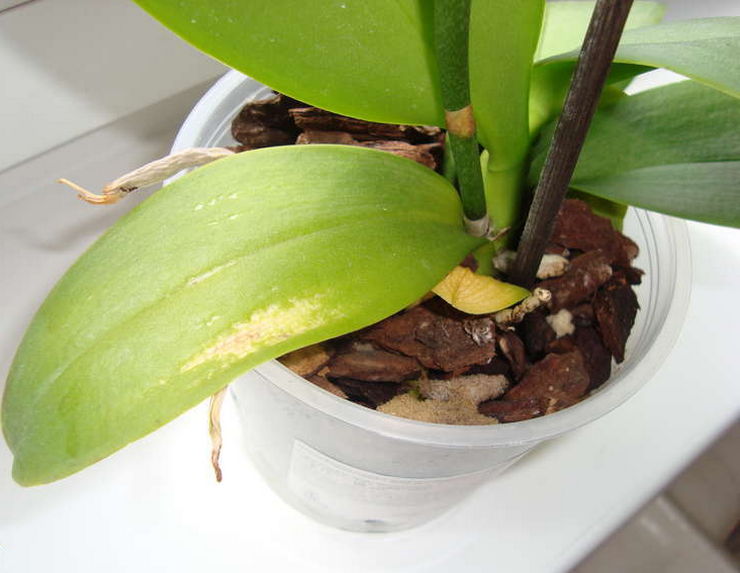 Den vanligste feilen til en produsent, som fører til gulning av orkideblader, anses å være rikelig vanning av blomsten.