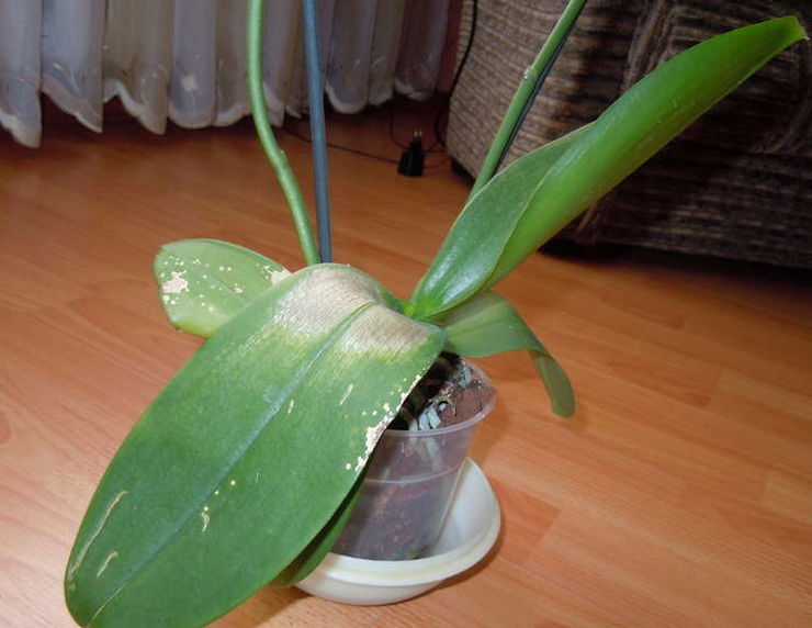 Phalaenopsis liker ikke direkte sollys og foretrekker skyggefulle steder