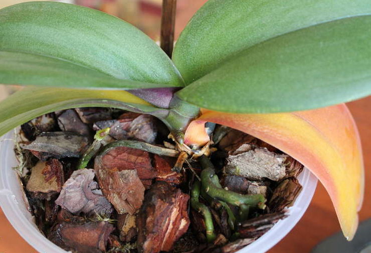 Hvorfor bladene på phalaenopsis orkide blir gule. Hva er årsaken og hva skal jeg gjøre?
