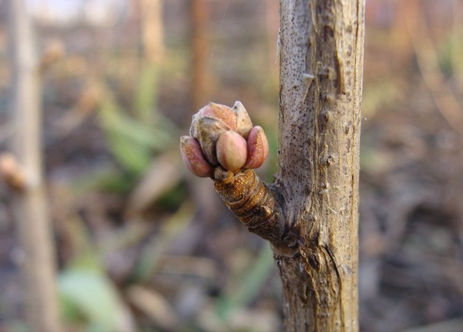 Die Nierenmilbe siedelt sich in den Nieren der Johannisbeere zwischen den Schuppen an, in der Niere vermehrt sie sich und ernährt sich vom Saft der Johannisbeere.