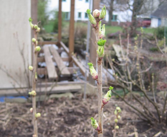 Wie man eine Zecke an Johannisbeeren mit Pestiziden loswird