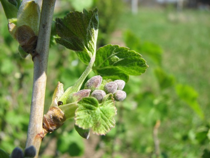 Nierenmilbe bei Johannisbeeren: wie man damit umgeht