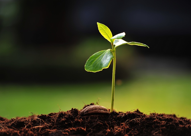 Forbereder frø til planting